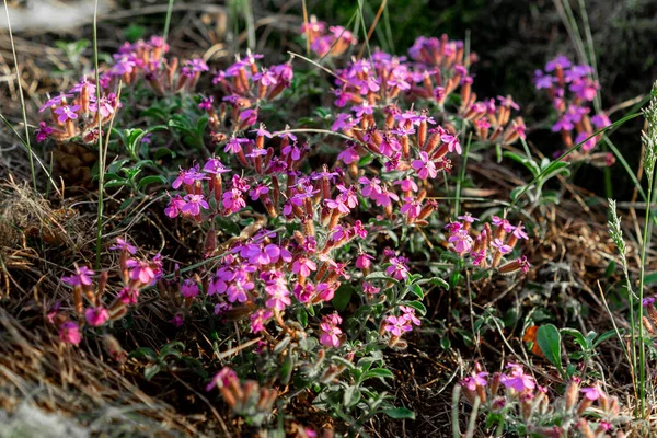 Plan Botanique Fleurs Gros Plan — Photo