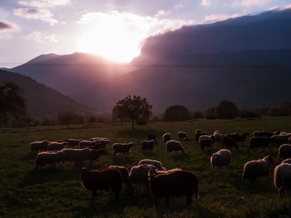 Alanda Otlayan Koyun Sürüsü — Stok fotoğraf