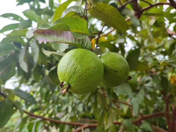 Green Ripe Fruits Tree — Stock Photo, Image