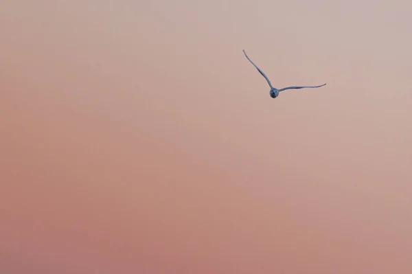 Seagull Flying Sky — Stock Photo, Image