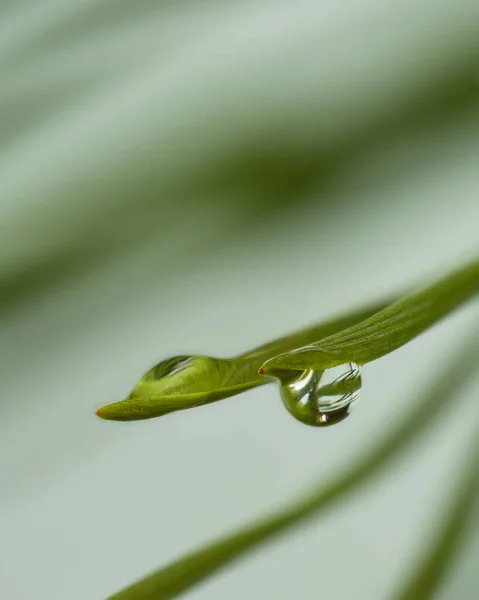 Hoja Verde Con Gota Rocío — Foto de Stock