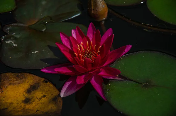 Schöne Lotusblume Teich — Stockfoto