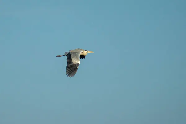 Pássaro Voando Céu — Fotografia de Stock