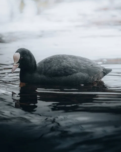 Suda Yüzen Siyah Ördeğin Yakın Plan Fotoğrafı — Stok fotoğraf