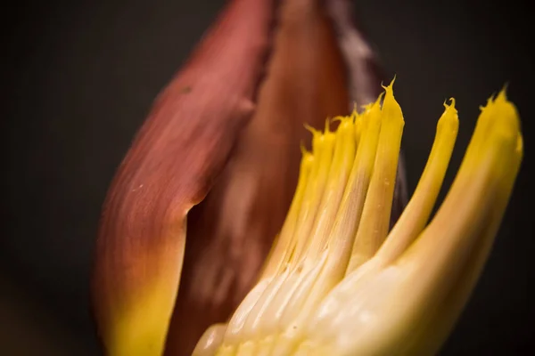 Mooi Botanisch Schot Natuurlijk Behang — Stockfoto