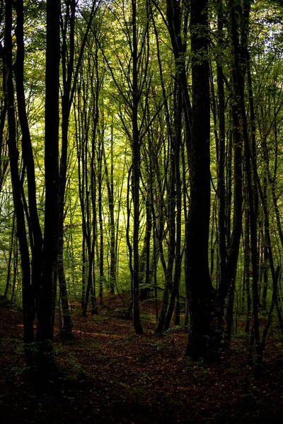 Hermoso Bosque Por Mañana — Foto de Stock