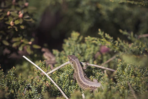 Primo Piano Una Rana Verde — Foto Stock