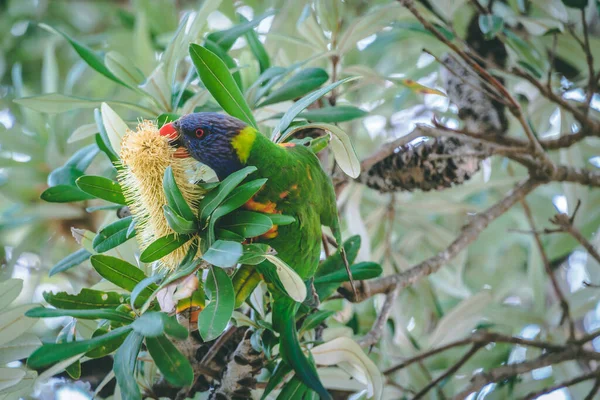 Pájaro Está Sentado Una Rama Árbol —  Fotos de Stock