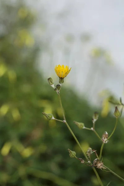 Close Belas Flores Amarelas — Fotografia de Stock