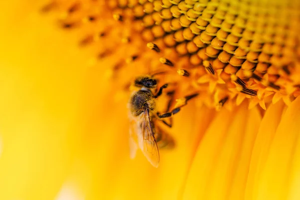 Biene Auf Einer Gelben Blume — Stockfoto