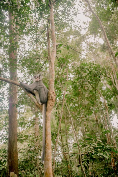木の幹に座っている若い可愛い猿の美しいショット — ストック写真