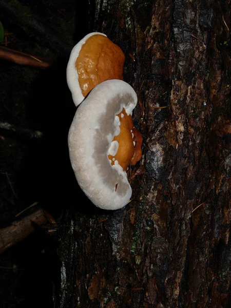 Mushrooms Forest — Stock Photo, Image
