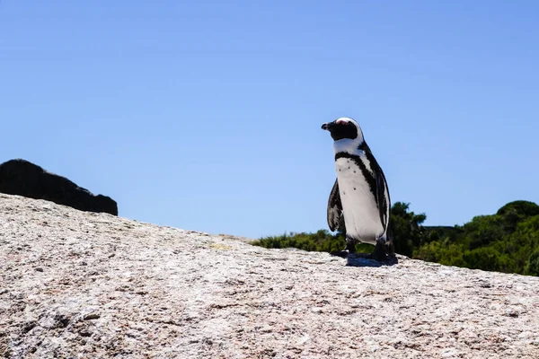 Ett Par Pingviner Klippa — Stockfoto