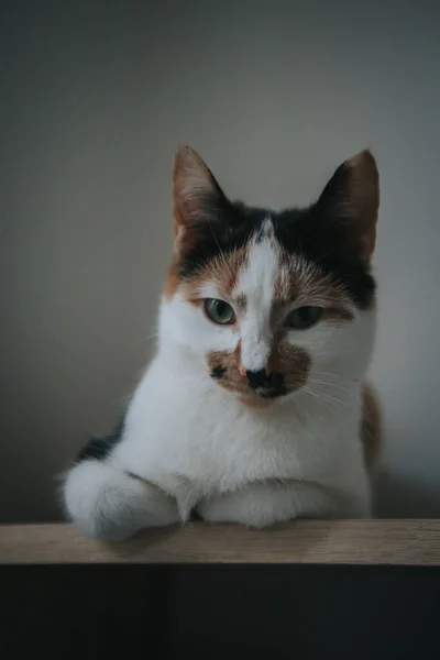 一只可爱的猫的肖像 — 图库照片