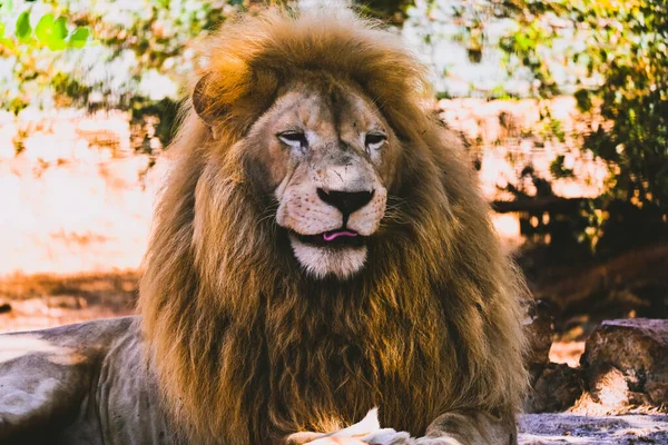 León Zoológico — Foto de Stock