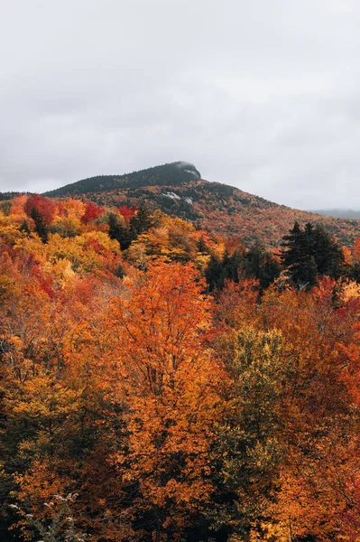 Renkli Ağaçlar Ormanlarla Dolu Sonbahar Manzarası — Stok fotoğraf