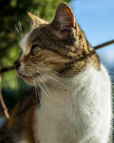 Egy Gyönyörű Macska Portréja — Stock Fotó