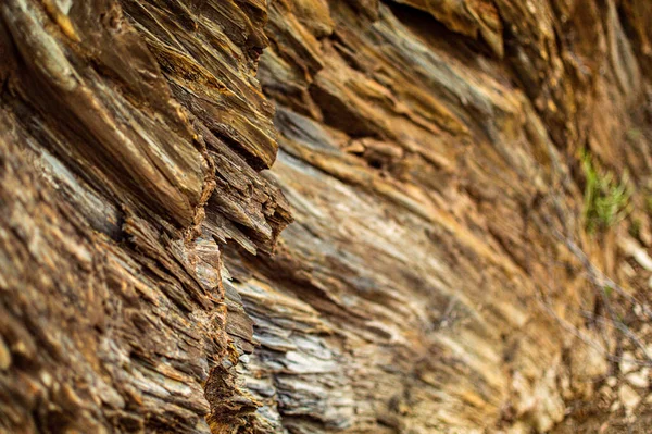 Close Wood Texture — стоковое фото