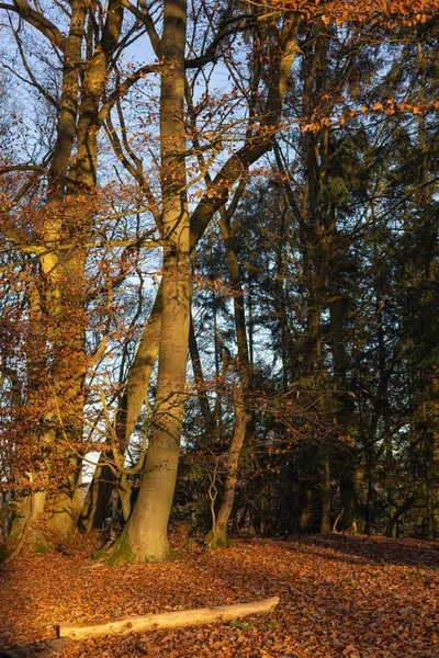 Herfst Landschap Met Bomen Bladeren — Stockfoto