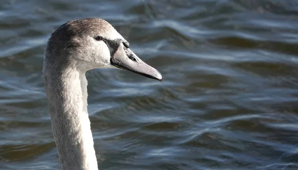 Tiro Perto Cisne Branco Nadando Lago — Fotografia de Stock