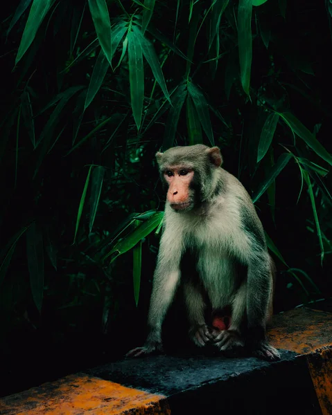 Affe Dschungel — Stockfoto