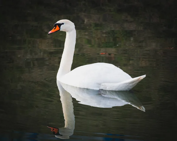 Witte Zwaan Het Meer — Stockfoto