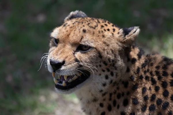 Close Cheetah Savannah Africa — стоковое фото