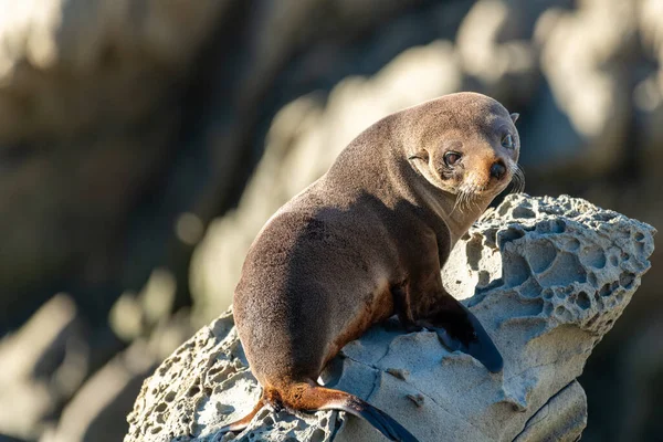 close up of a cute seal