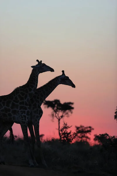 Giraff Savannen Kenya — Stockfoto