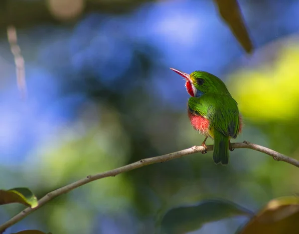 Beautiful Shot Bird Natural Habitat — Stock Photo, Image