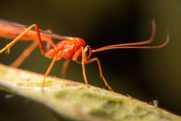 Close Insect Nature Concept — Stock Photo, Image