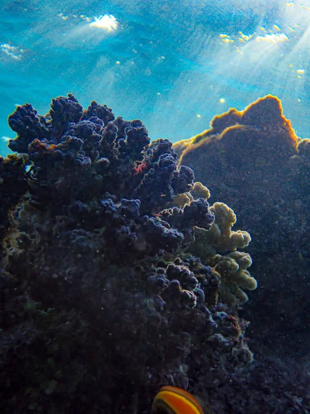 Vue Sous Marine Magnifique Récif Corallien Tropical Dans Mer Rouge — Photo