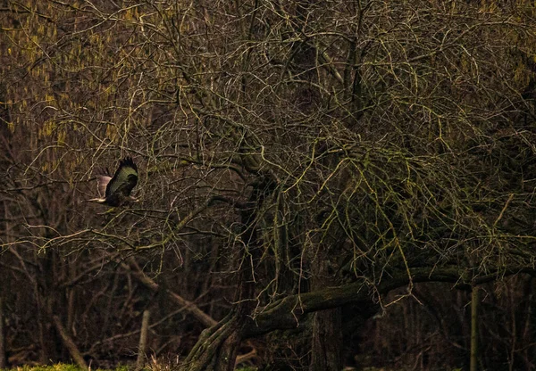 Oiseau Dans Forêt — Photo