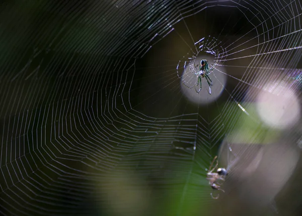 水中的蜘蛛网 — 图库照片