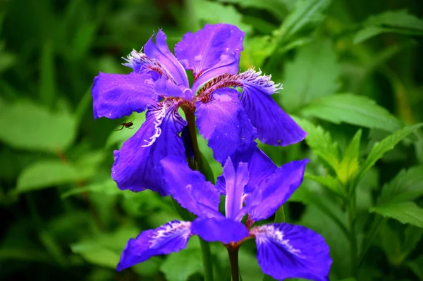 Schöne Lila Irisblume Garten — Stockfoto