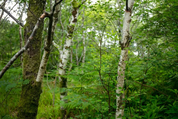 Forêt Verte Été — Photo