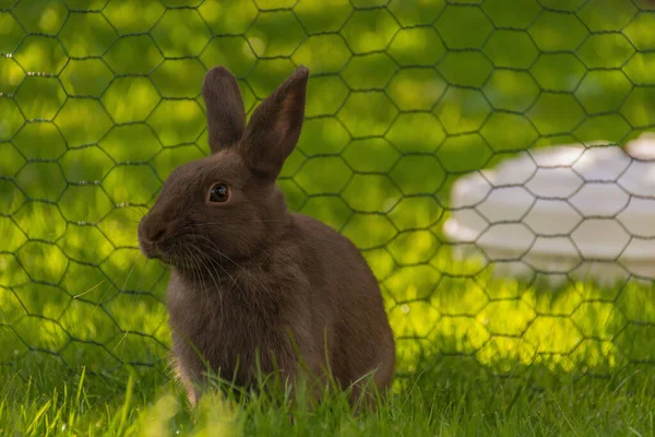 Králík Trávě — Stock fotografie