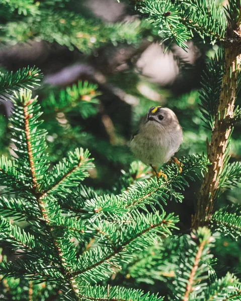 Árbol Navidad Con Pájaro — Foto de Stock