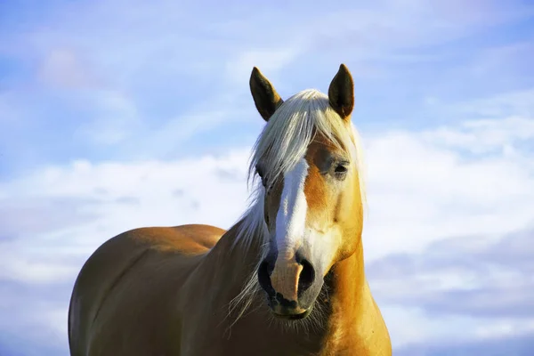 Porträt Eines Schönen Weißen Pferdes — Stockfoto