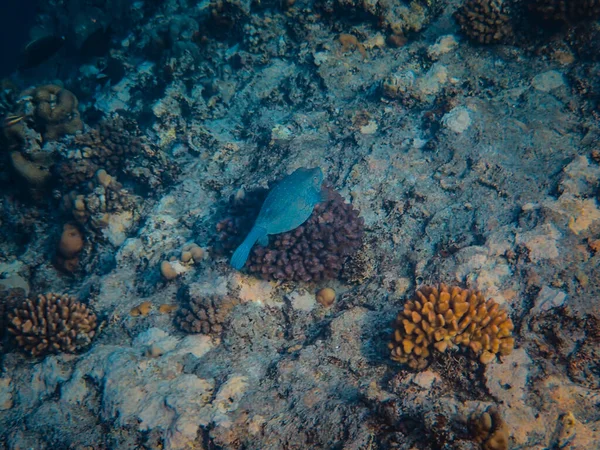 Hermosa Vista Submarina Arrecife Coral Mar Rojo — Foto de Stock