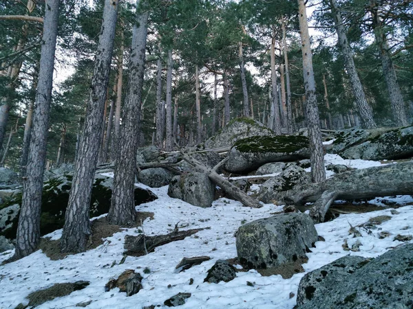 美丽的风景 有树木和雪 — 图库照片