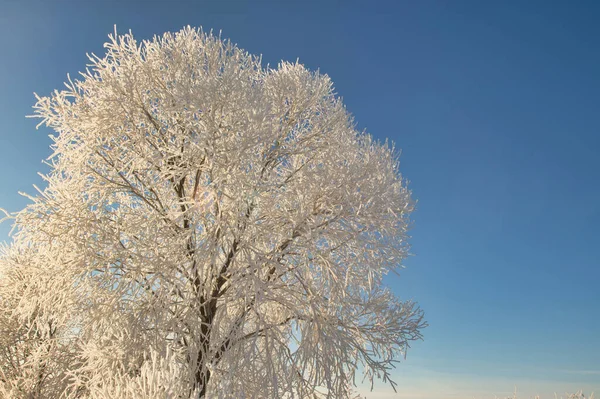 Paesaggio Invernale Con Alberi Innevati — Foto Stock