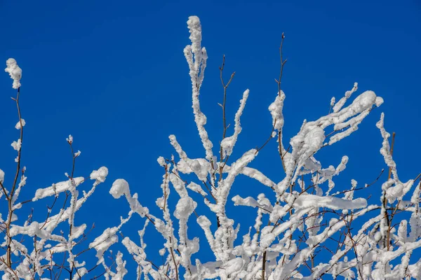 Beautiful Winter Landscape Snow — Stock Photo, Image