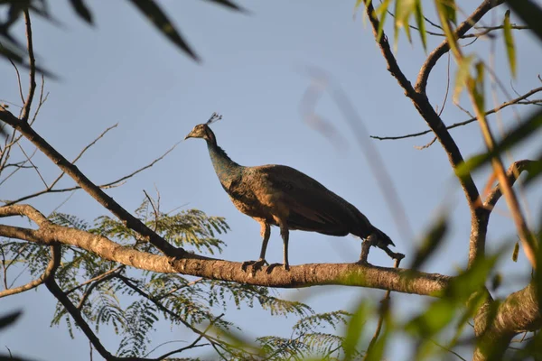 Pássaro Está Sentado Galho Uma Árvore Parque Nacional Kruger Florida — Fotografia de Stock