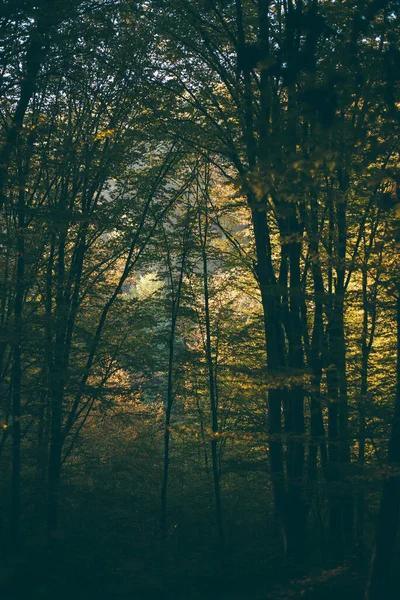 Hermoso Bosque Otoño Con Árboles Hojas — Foto de Stock