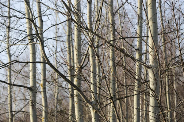 Brzozowe Gałęzie Lesie — Zdjęcie stockowe