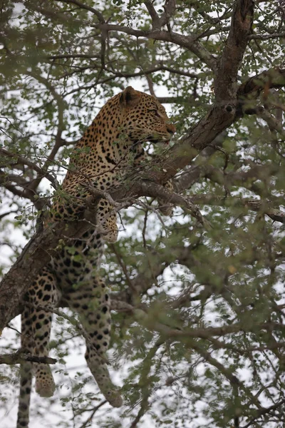 Leopardo Nella Savana Dell Africa — Foto Stock