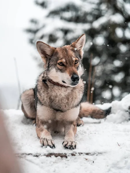 雪の中の犬 — ストック写真