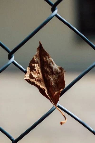 Сухие Листья Стене — стоковое фото