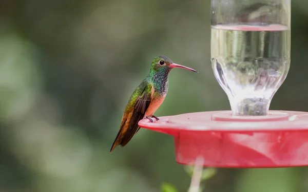 Eine Nahaufnahme Eines Kolibris — Stockfoto